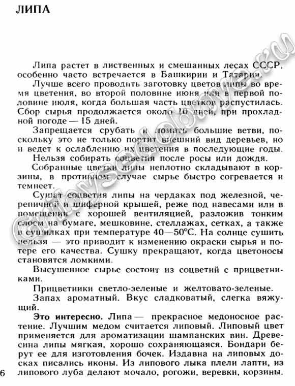 Лекарственное сырьё, получаемое из липы обыкновенной, как и когда собирать, заготавливать, хранить