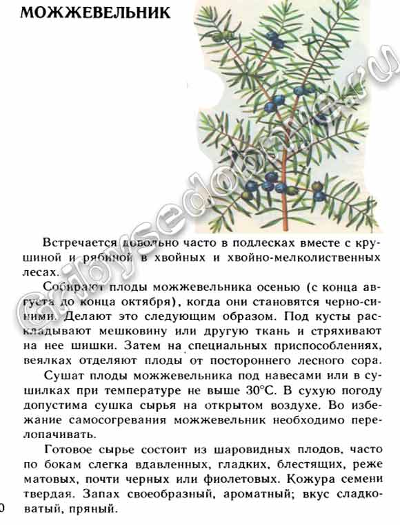 Лекарственное сырьё, получаемое из можжевельника, как и когда собирать, заготавливать, хранить