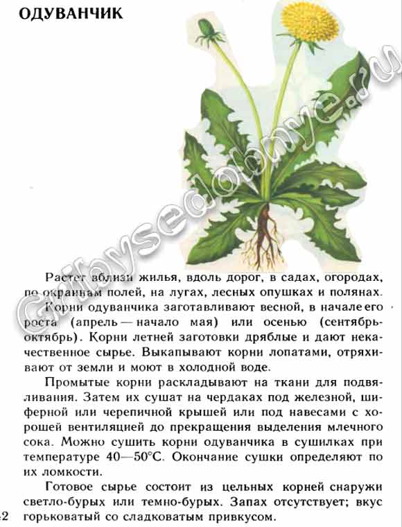 Описание одуванчика в картинках, где и когда растёт, что нужно заготавливать, какие части являются лекарственными