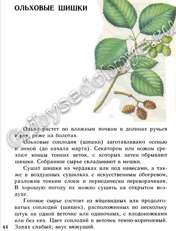 Описание в картинках ольховых шишок, лекарственное сырьё, как и когда собирать, заготавливать, хранить