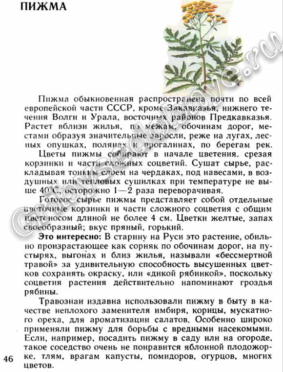 Лекарственное растение пижма, в какие сроки и какие части пижмы собирать и заготавливать, интересные факты