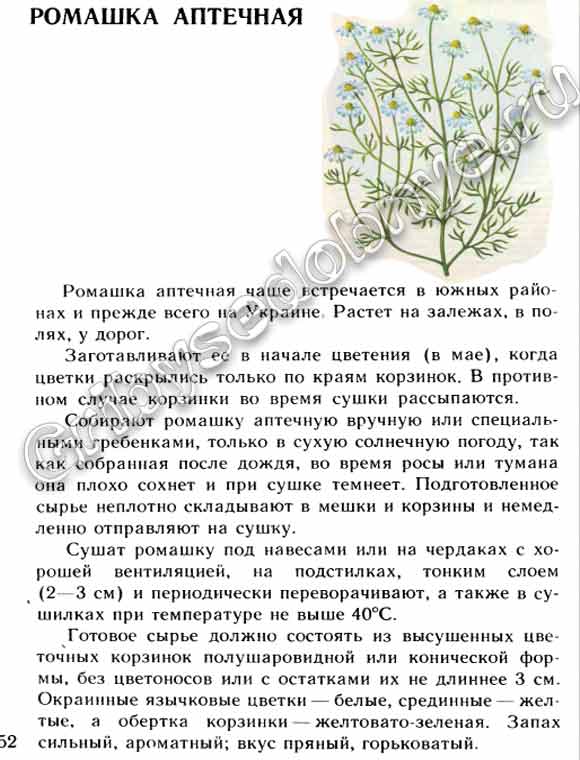 Ромашка аптечная как выглядит на картинке, полезные свойства ромашки, лекарство из ромашек