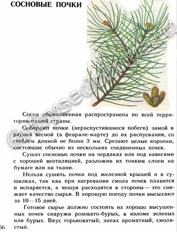 Дерево сосна, в частности сосновые почки как собирать и как использовать