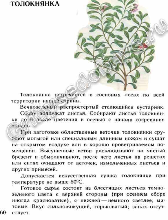Лекарственное растение толокнянка, в какие сроки собирать и заготавливать толокнянку, интересные факты