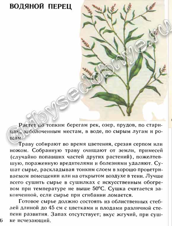 Где растёт водяной перец, зачем и как его заготавливать