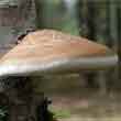 Трутовик березовый (Piptoporus betulinus)
