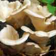 Вешенка рожковидная (Pleurotus cornucopiae)