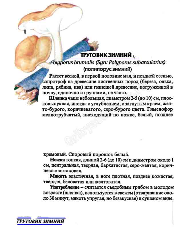 Изображение трутовика зимнего в картинках + описание