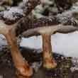 Трутовик зимний (Polyporus brumalis)
