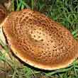 Трутовик чешуйчатый (Polyporus sgoamosus)