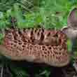 Ежовик пёстрый (Sarcodon imbricatus)