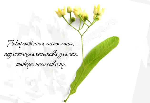 Лекарственное сырье липы
