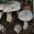 Рядовка тигровая (Tricholoma pardinum)