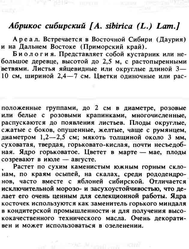 Описание текстовое абрикоса из энциклопедии