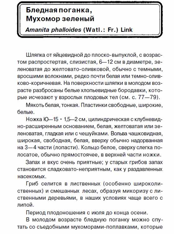 Бледная поганка описание