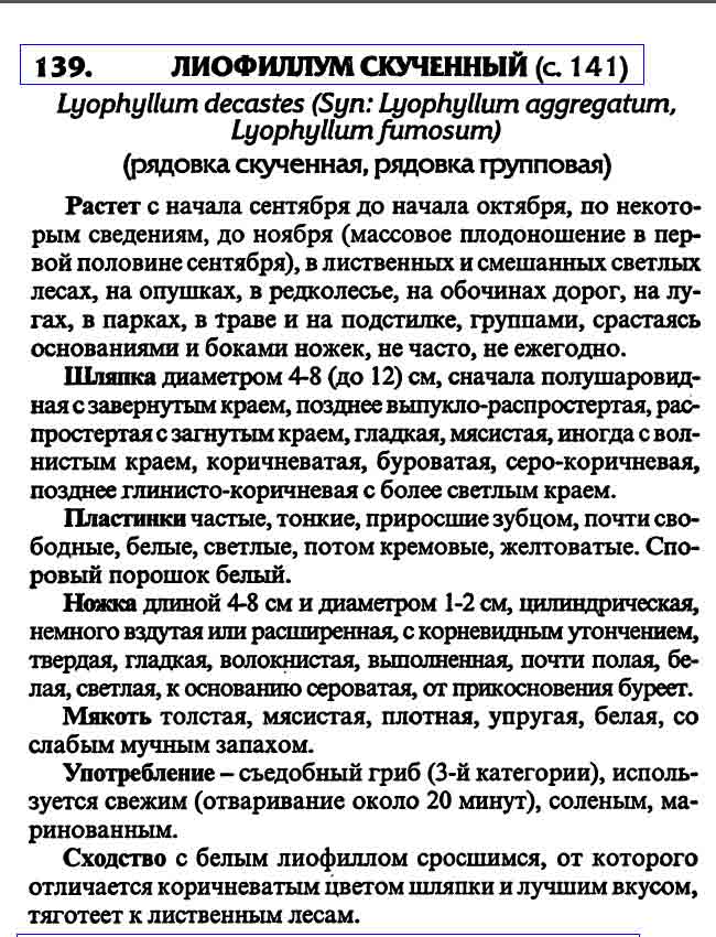 Описание рядовки скученной или рядовки групповой
