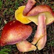 Рядовка красная или Опенок красный, желто-красный, сосновый