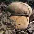 Белый гриб дубовый (Boletus aestivalis)