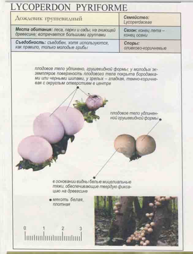 Описание из энциклопедии