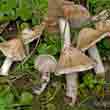 Волоконница Патуйяра (Inocybe erubescens)