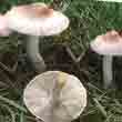 Волоконница земляная (Inocybe geophylla)