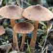 Волоконница разорванная (Inocybe lacera)