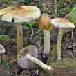 Волоконница волокнистая (Inocybe rimosa)