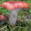Мокруха розовая (Gomphidius roseus)