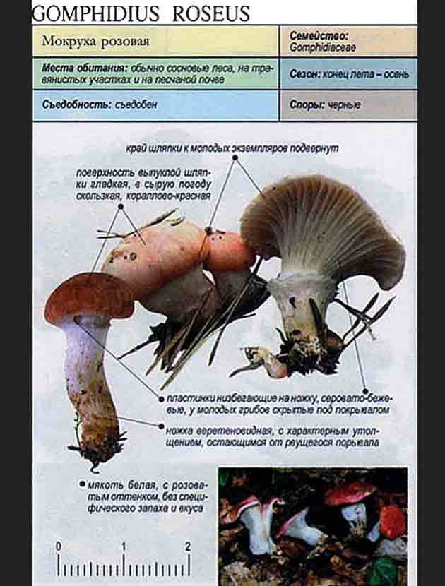 Описание мокрухи розовой с картинками