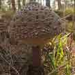 Зонтик краснеющий (Macrolepiota rhacodes)