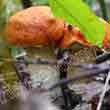 Красноголовик, подосиновик красный (Leccinum aurantiacum)