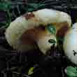 Грузди (Agaricus resimus)