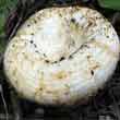 Груздь настоящий (Lactarius resimus)