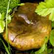 Чёрный груздь (Lactarius necator)