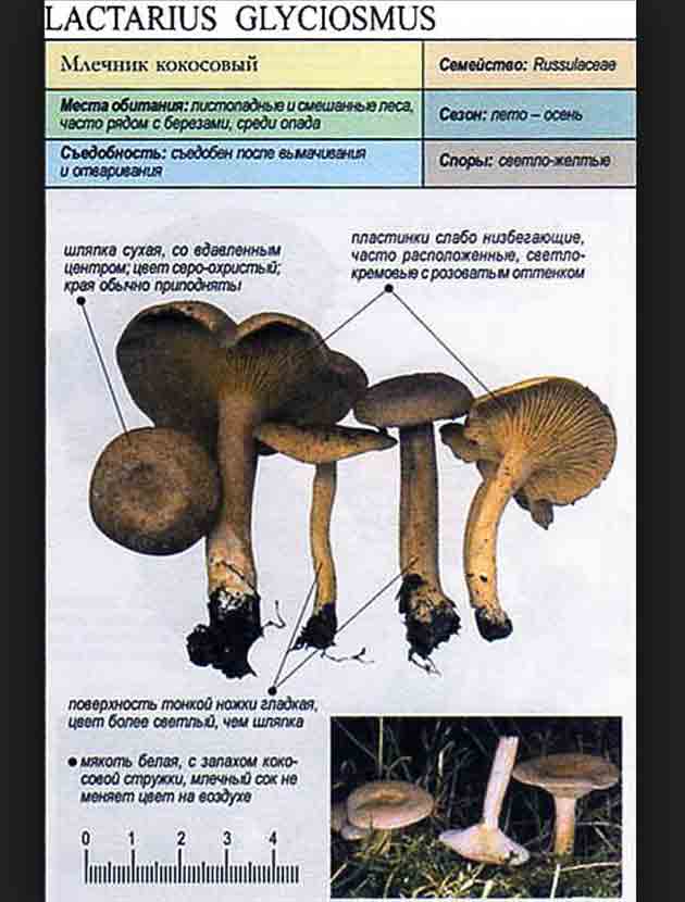 Описание млечника кокосового он же груздь ароматный