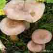 Груздь ароматный (Lactarius glyciosmus)