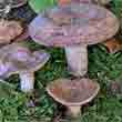 Груздь серый лиловый (Lactarius violascens)