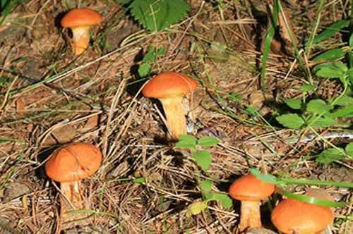 вереница молодых маслят лиственичных