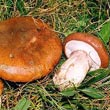 Маслёнок обыкновенный жёлтый