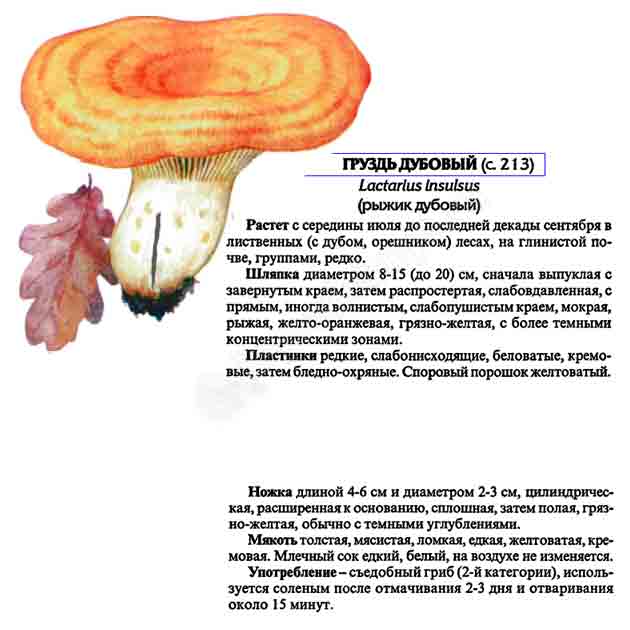 Картинка с груздём дубовым и описание к нему