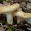 Груздь дубовый (Lactarius insulsus)