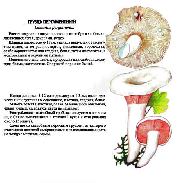 Картинка с изображением пергаментного груздя и подробное описание к нему