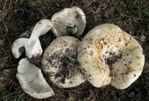 Груздь пергаментный (Lactarrlus pergaminus)