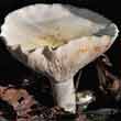 Груздь перечный (Lactarius piperatus)