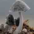 Навозник обыкновенный (Coprinus cinereus)