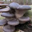 Вешенка обыкновенная (Pleurotus ostreatus)