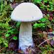 Подосиновик белый (Leccinum percandidum)