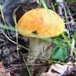 Подосиновик красно-бурый (Leccinum versipelle – testaceoscabrum)