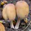 Навозник мерцающий (Coprinus micaceus)