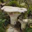 Груздь войлочный (Lactarius vellereus)